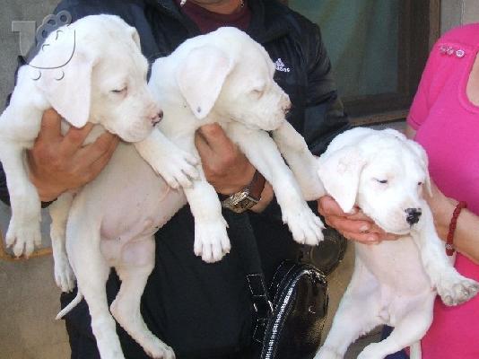 PoulaTo: DOGO ARGENTINO